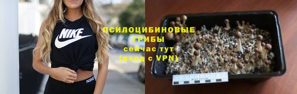 гашик Алексин